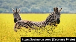 Заповідник «Асканія-Нова», Херсонська область, архівне фото