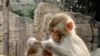 Макака резус (Macaco Rhesus) стала третьим - после человека и шимпанзе - приматом, чей геном был расшифрован