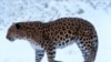 Russia -- Amur leopard, undated