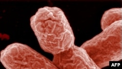 Кишкова паличка E. coli