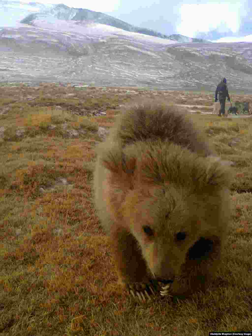 Baby bear Misha on a walk near Bash-Gumboz village, Murghab