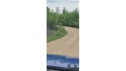 Медведь, напавший за полчаса до съемки на вахтовика.mp4