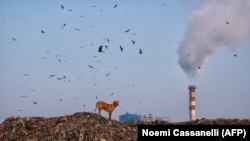 سگی ایستاده روی کوهی از زباله در بخش غازی‌پور شهر دهلی‌نو- پایتخت هند آلوده‌ترین شهر جهان لقب گرفته است.